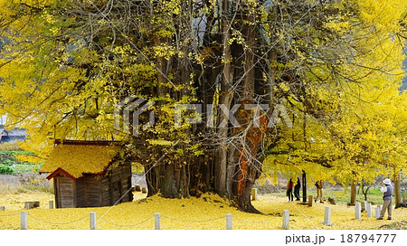 飯山大銀杏 18794777