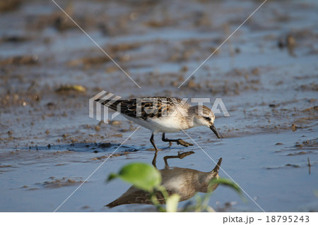 トウネン 18795243