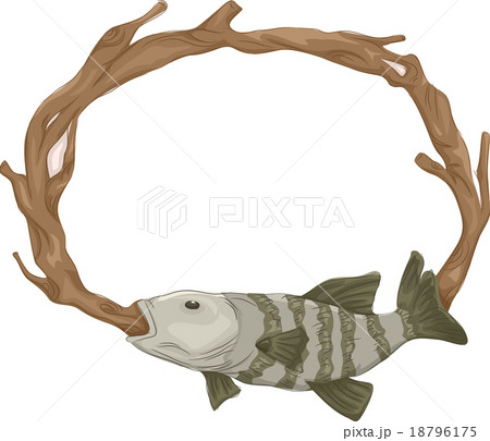 Frame Taxidermy Fish Mount 18796175
