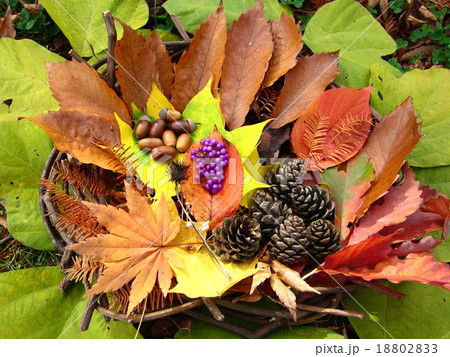 木の実　落ち葉　紅葉狩り 18802833