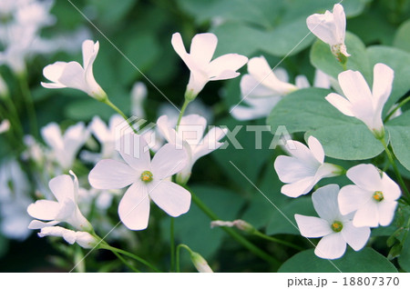シロバナイモカタバミ (白花芋片喰)(カタバミ科カタバミ属) シロバナイモカタバミ (白花芋片喰)(カタバミ科カタバミ属) 18807370