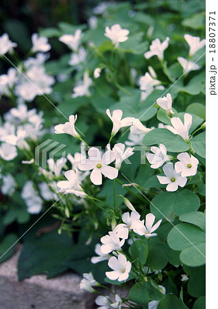 シロバナイモカタバミ 白花芋片喰 カタバミ科カタバミ属 の写真素材