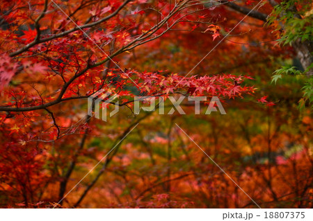 秋の紅葉 18807375