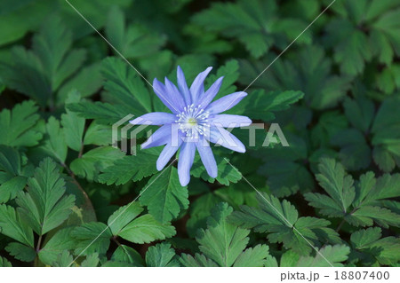 菊咲一華　キクザキイチゲと申します。 18807400