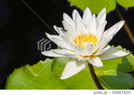 Closeup Lotus flower,water lily Closeup Lotus flower,water lily 18807820