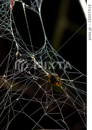 Insect was wrapped it in silk of spider scary  18807918