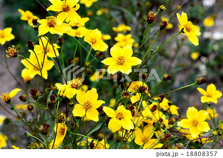 ウインターコスモス ウインターコスモス 18808357