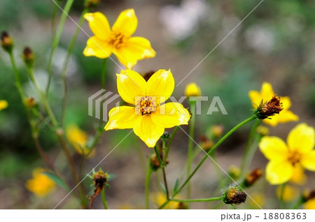 ウインターコスモス 18808363