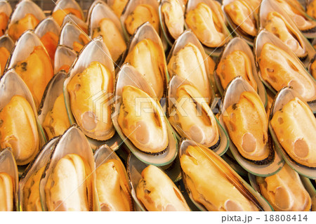 Asian green mussel. 18808414
