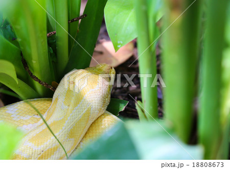 Golden Boa 18808673