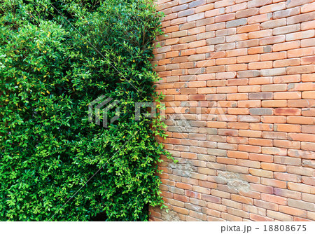 tree wall and brick wall 18808675