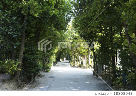 備瀬フク木並木通り 18808943