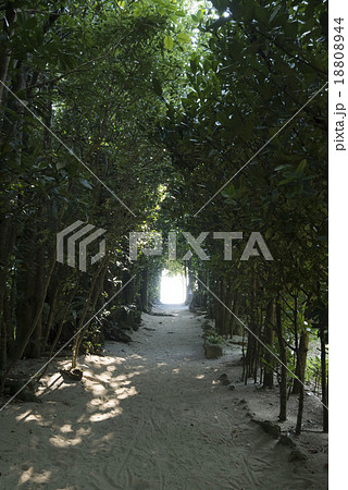 備瀬フク木並木通り 備瀬フク木並木通り 18808944