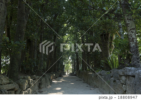 備瀬フク木並木通り 18808947