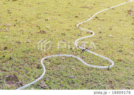 Hose watering on grass in the garden. 18809178