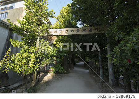 備瀬フク木並木通り 備瀬フク木並木通り 18809179