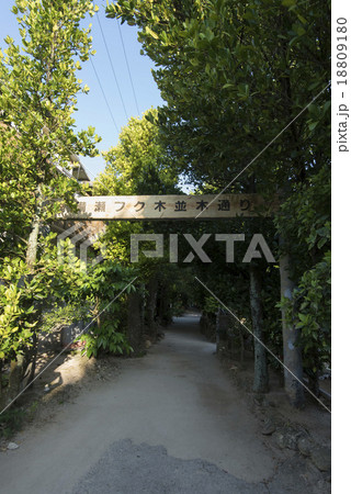 備瀬フク木並木通り 18809180