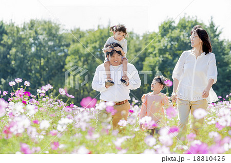 コスモスの咲く公園を歩く4人家族 18810426