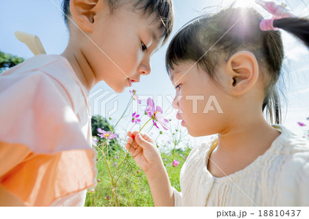公園でコスモスを見る姉妹 18810437
