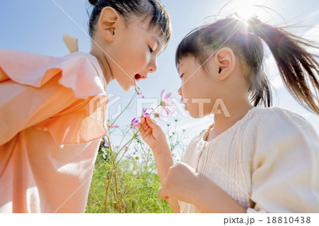 公園でコスモスを見る姉妹 18810438