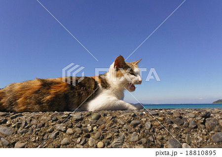 猫 18810895