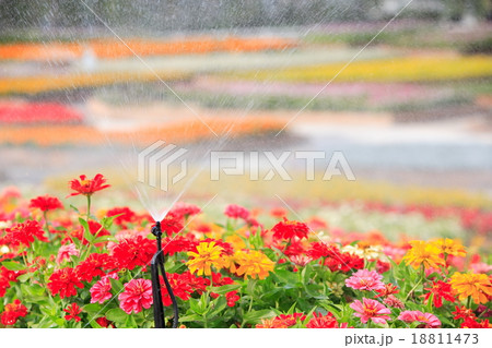 sprinkler head watering the flower sprinkler head watering the flower 18811473