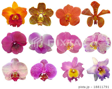 orchid collection 18811791