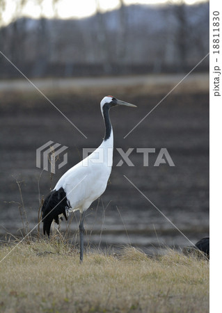 タンチョウ 18811830