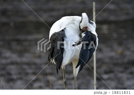 タンチョウ タンチョウ 18811831