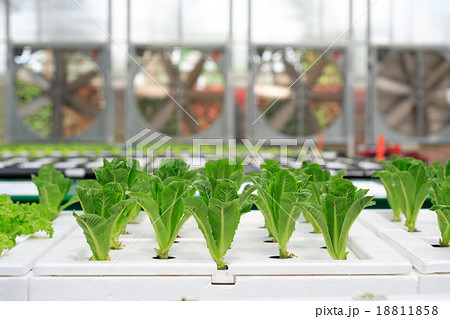 Hydroponic organic vegetable  18811858