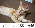 子猫 18811946