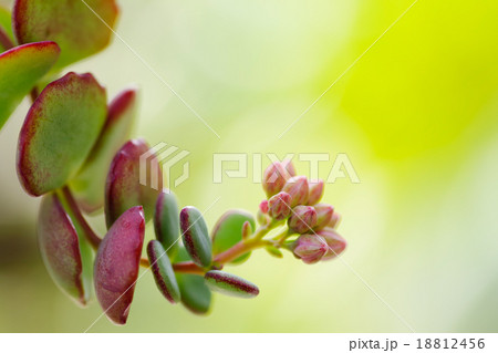 斑入りミセバヤのツボミ 斑入りミセバヤのツボミ 18812456