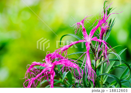 二輪の伊勢撫子 二輪の伊勢撫子 18812603