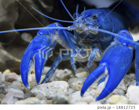 Australian blue pearl crayfish in tank 18812725