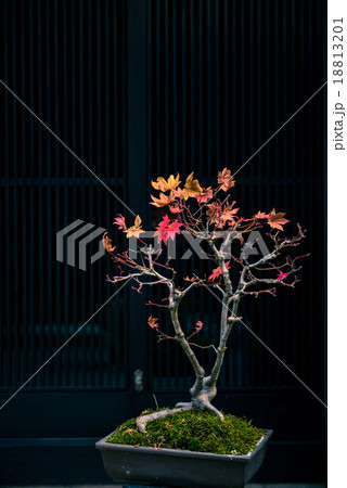 Japanese maple tree as bonsai Japanese maple tree as bonsai 18813201