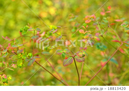 植物：タカトウダイ　トウダイグサ科 18813420