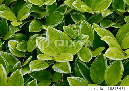 植物:フイリアマドコロ ユリ科 植物:フイリアマドコロ ユリ科 18813421