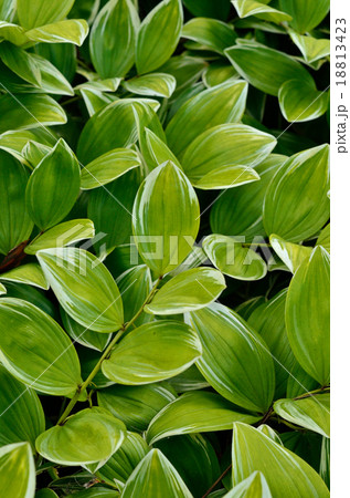 植物：フイリアマドコロ　ユリ科 18813423