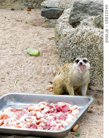 meerkat is eating meat meerkat is eating meat 18813540