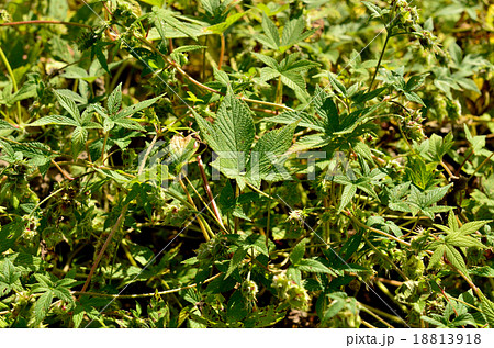 植物：カナムグラ　アサ科 18813918