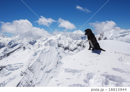 A female dog on the top of Scribing peak, Nepal A female dog on the top of Scribing peak, Nepal 18813944