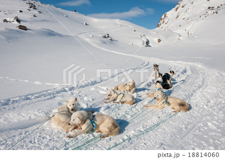 Greenland sled dog 18814060
