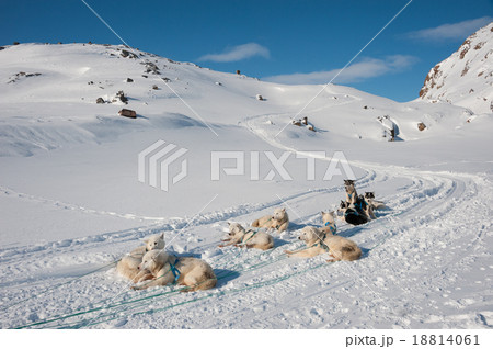 The Greenland sled dog 18814061