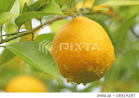 夏みかん  18814287