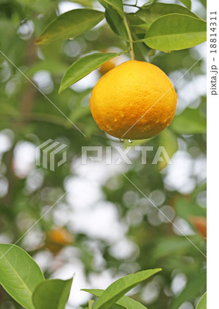 夏みかん  夏みかん  18814311