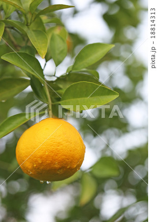 夏みかん  夏みかん  18814313