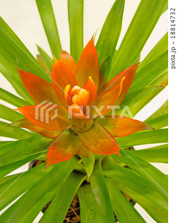 Bromeliad 18814732