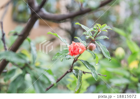Flower of the plant 18815072