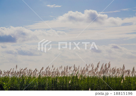 サトウキビの穂 サトウキビの穂 18815196