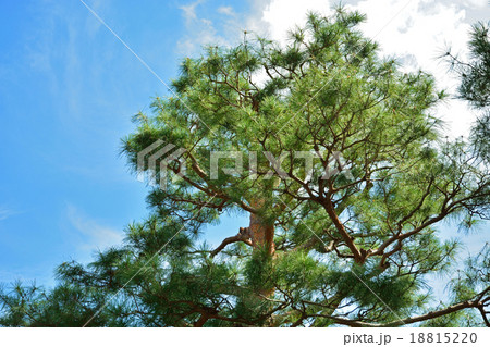 樹木：アカマツ　マツ科 18815220
